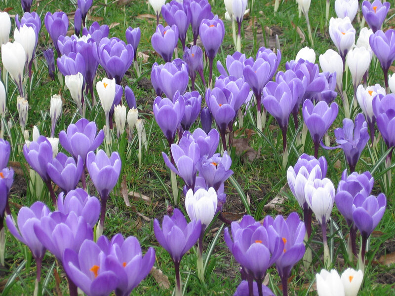 Purple and White Crocuses — Calm, Spring