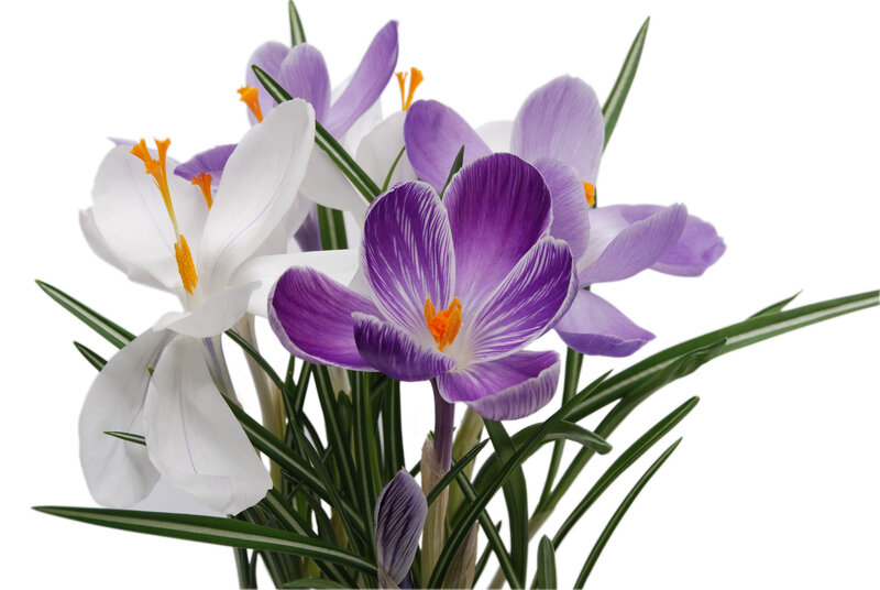 Purple and White Crocuses — Calm