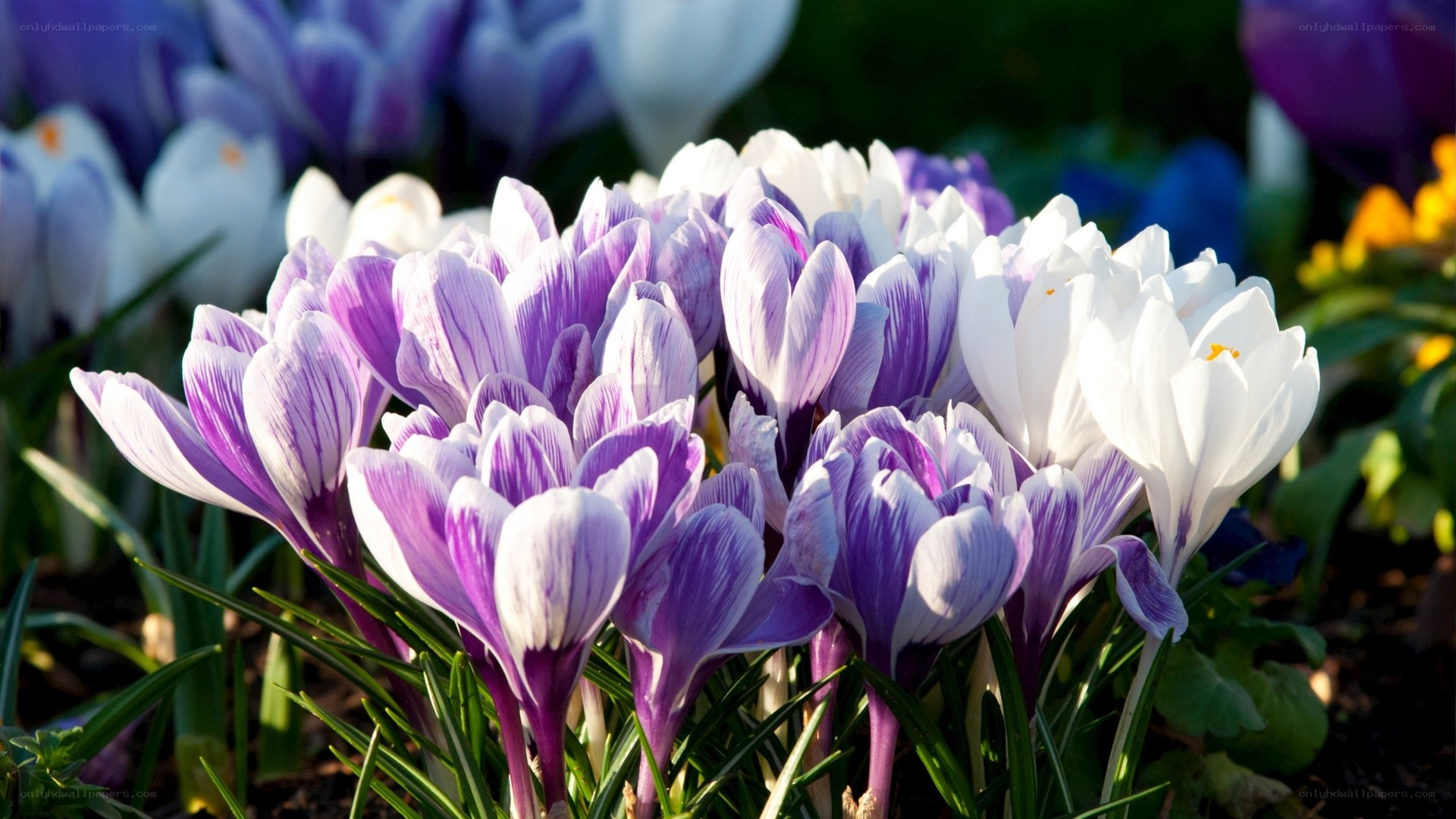Purple and white crocuses in bloom