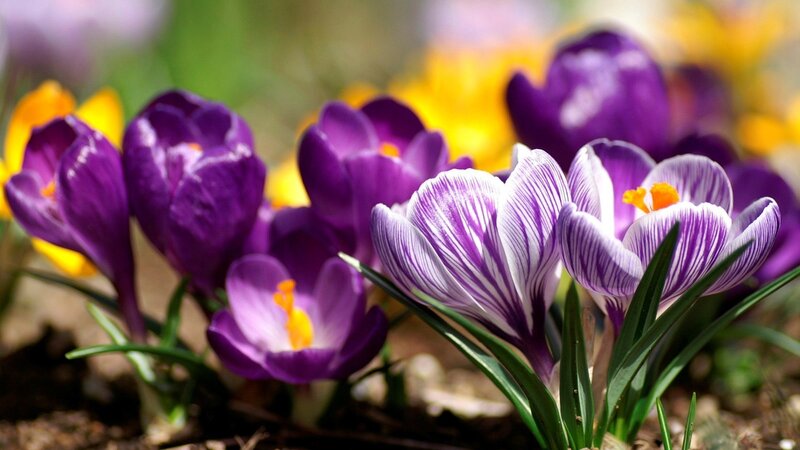 Purple and white crocuses in bloom