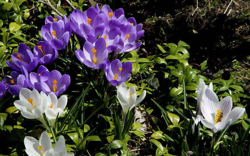 Purple and white crocuses in bloom