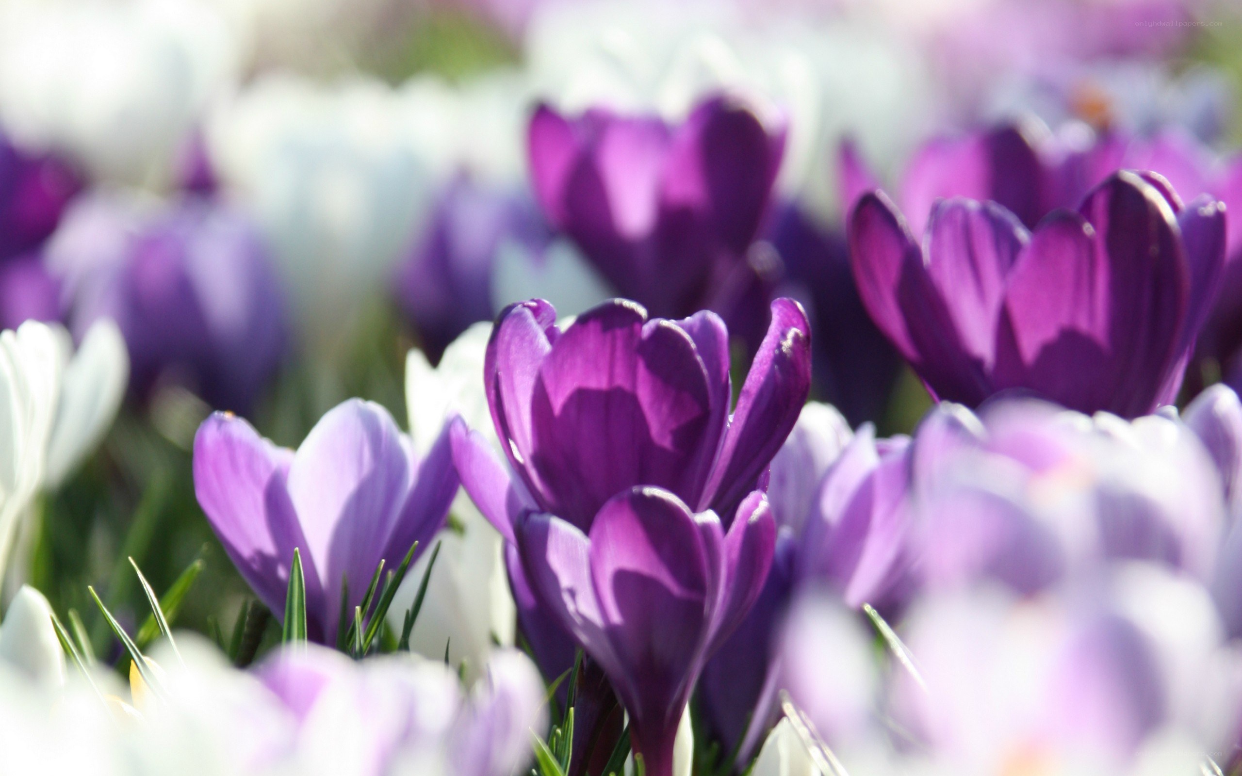 Purple and white crocuses in bloom