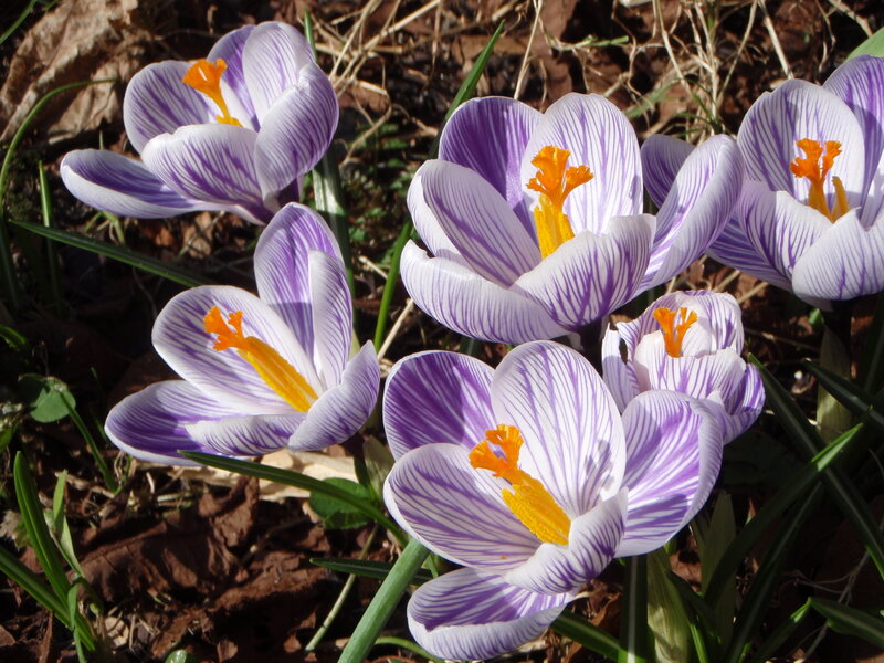 Purple and white crocuses in bloom