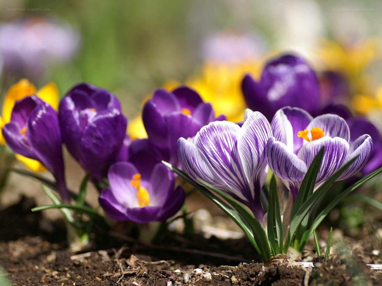 Purple and white crocuses in bloom