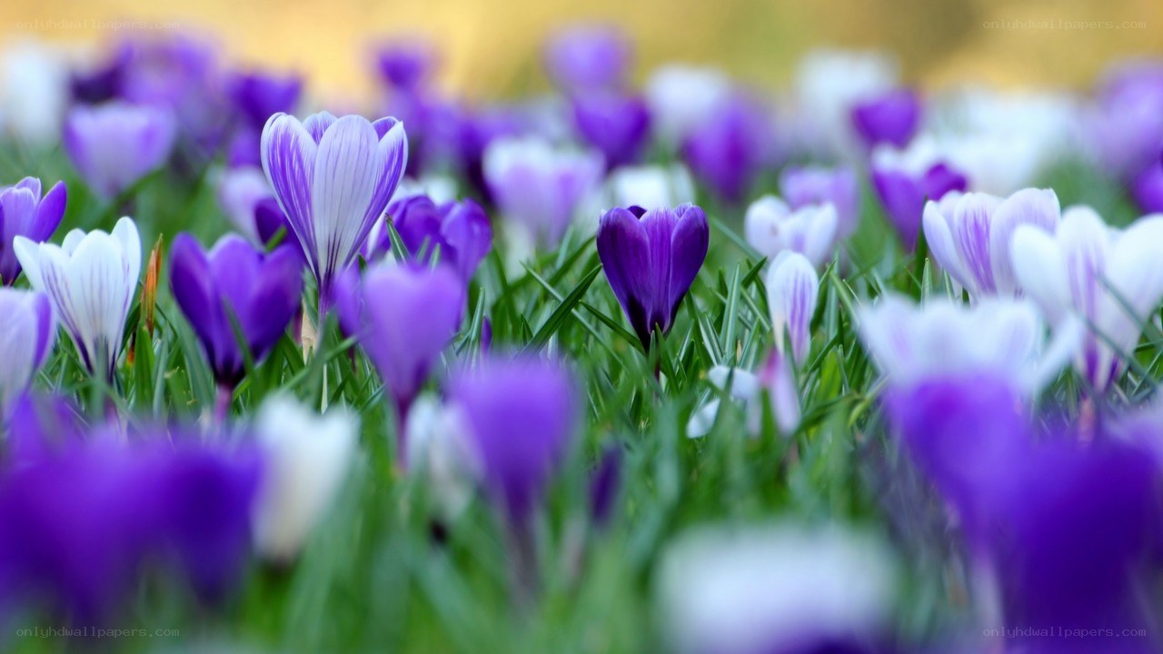 purple and white crocuses in spring