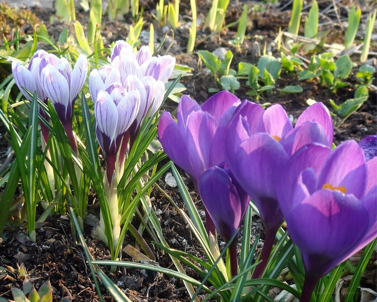 Purple and white crocuses in spring