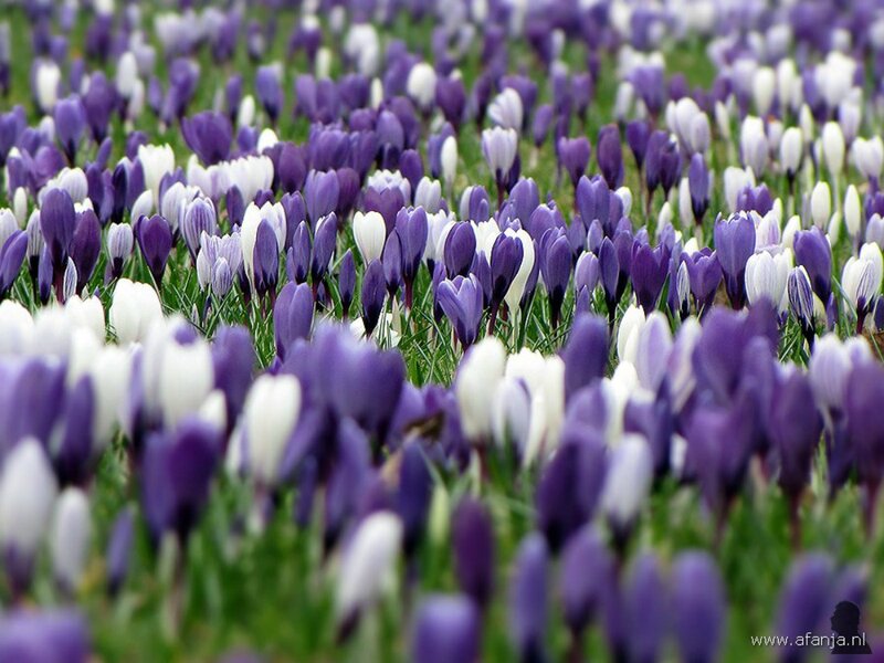 Purple and White Crocuses — Serene, Spring, Photograph, Flowers, Grass, Field