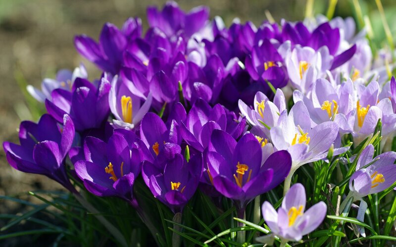 Purple and White Crocuses — Serene, Spring, Photograph, Flowers, Green Grass