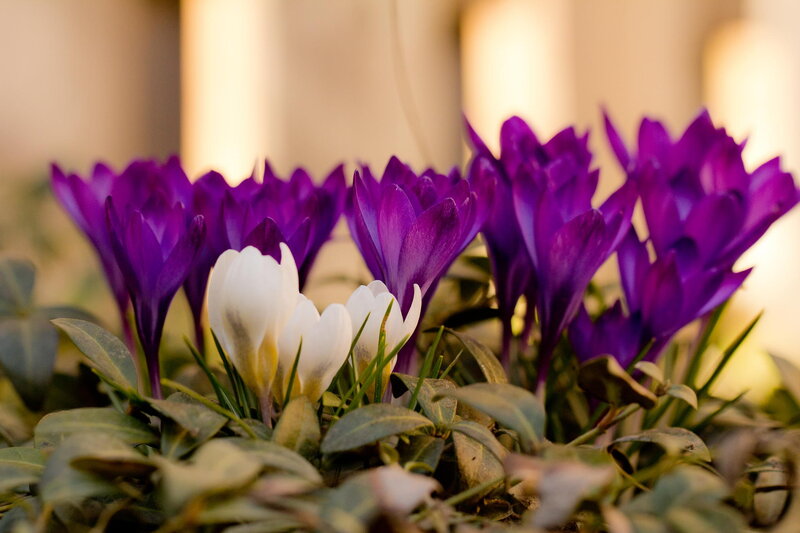 Purple and White Crocuses — Serene, Spring, Photograph, Flowers, Leaves