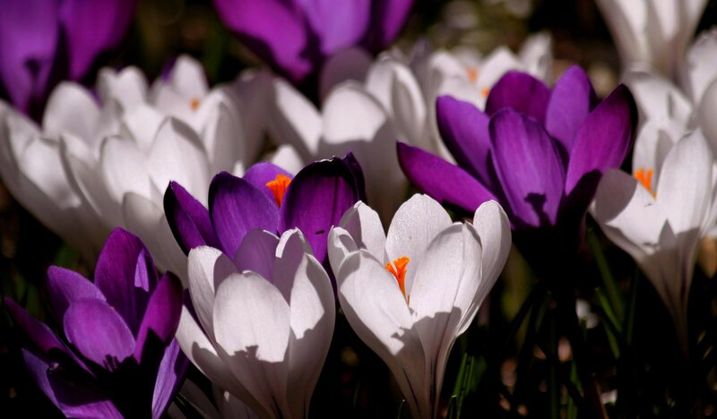 Purple and White Crocuses — Serene, Spring, Photograph, Flowers, Petals