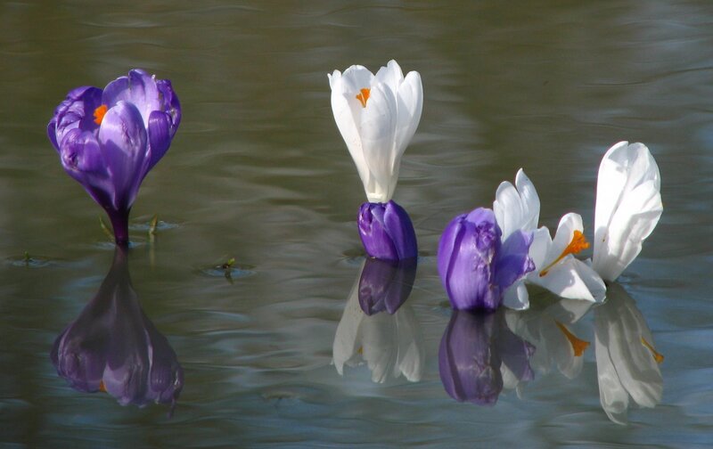 Purple and White Crocuses — Serene, Spring, Photograph, Flowers