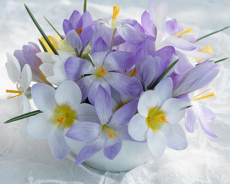 Purple and White Crocuses — Serene, Spring, Photograph, Flowers, Vase
