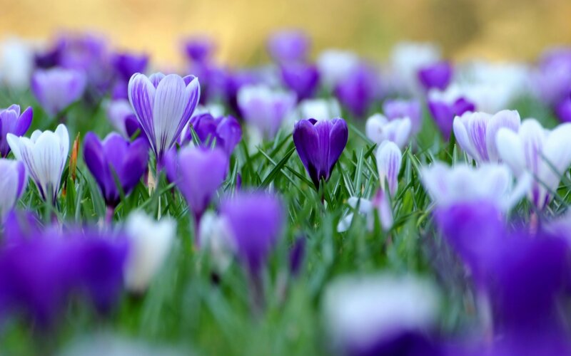 Purple and White Crocuses — Serene, Spring, Photograph, Grass, Field