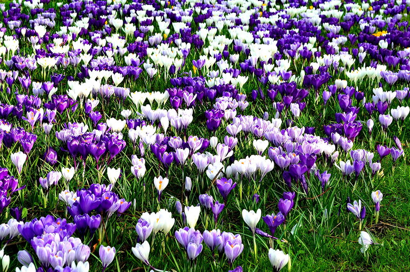 Purple and White Crocuses — Serene, Spring, Photograph, Grass, Flowers, Field