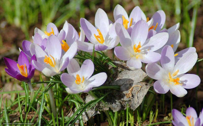 Purple and White Crocuses — Serene, Spring, Photograph, Grass, Leaf, Sunlight