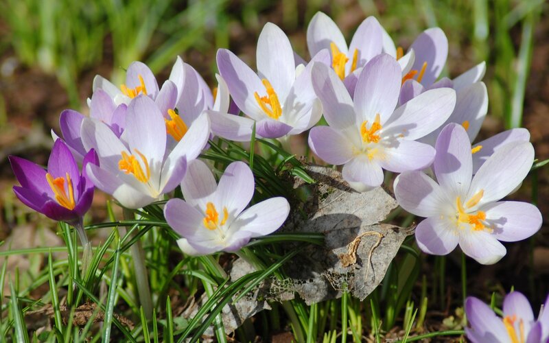 Purple and White Crocuses — Serene, Spring, Photograph, Grass, Leaf