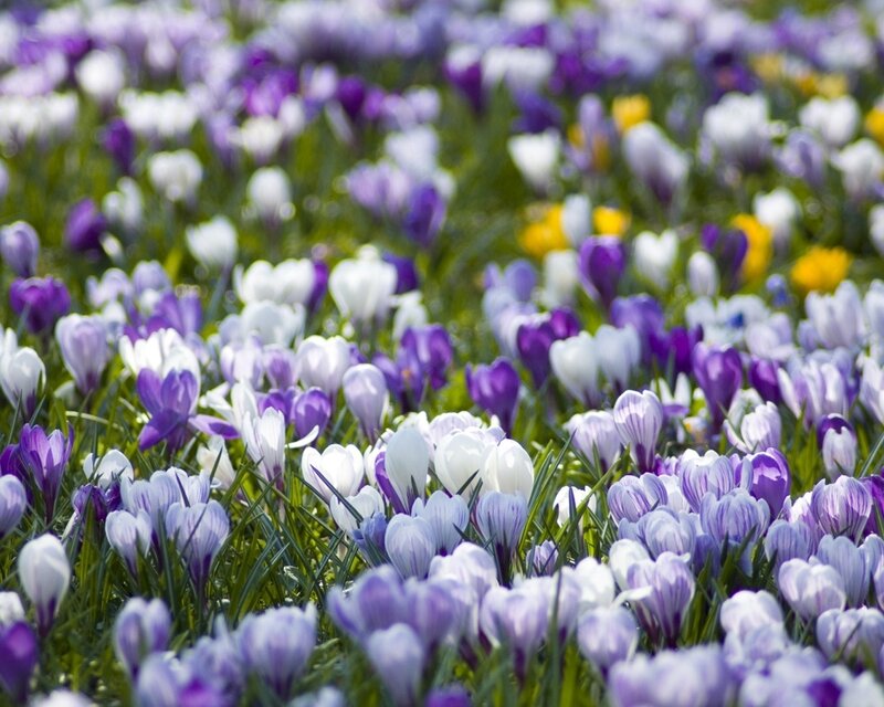 Purple and White Crocuses — Serene, Spring, Photograph, Grass