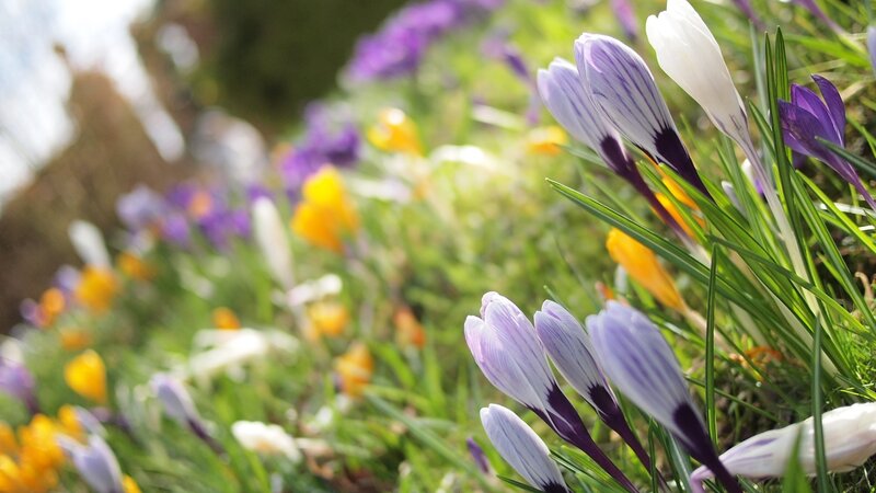 Purple and White Crocuses — Serene, Spring, Photograph, Grass, Yellow Flowers, Sunlight