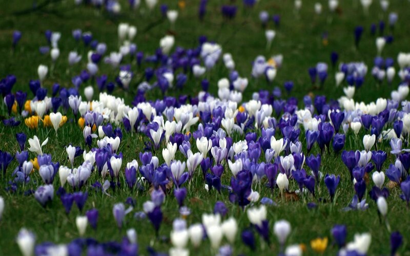 Purple and White Crocuses — Serene, Spring, Photograph, Grass, Yellow Flowers