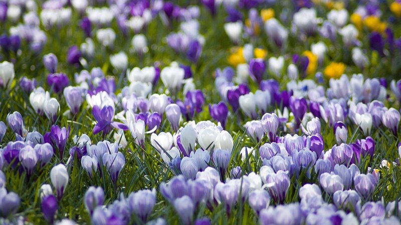 Purple and White Crocuses — Serene, Spring, Photograph, Green Grass, Yellow Flowers