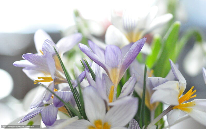 Purple and White Crocuses — Serene, Spring, Photograph, Green Stems
