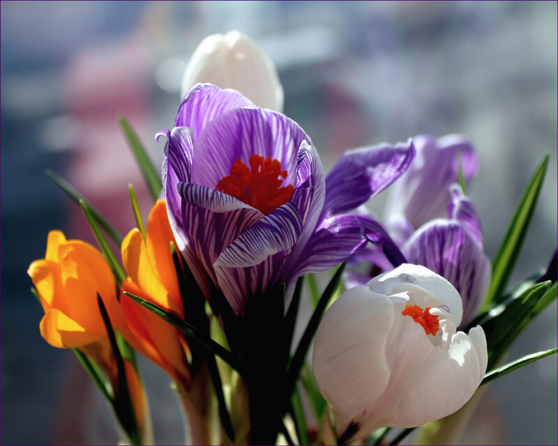 Purple and White Crocuses — Serene, Spring, Photograph