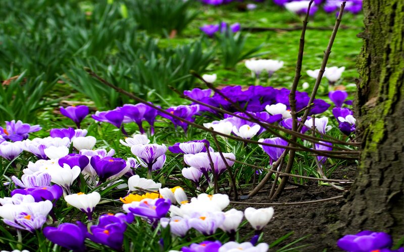 Purple and White Crocuses — Serene, Spring, Photograph, Tree Trunk, Grass