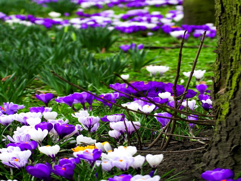 Purple and White Crocuses — Serene, Spring, Photograph, Tree Trunk