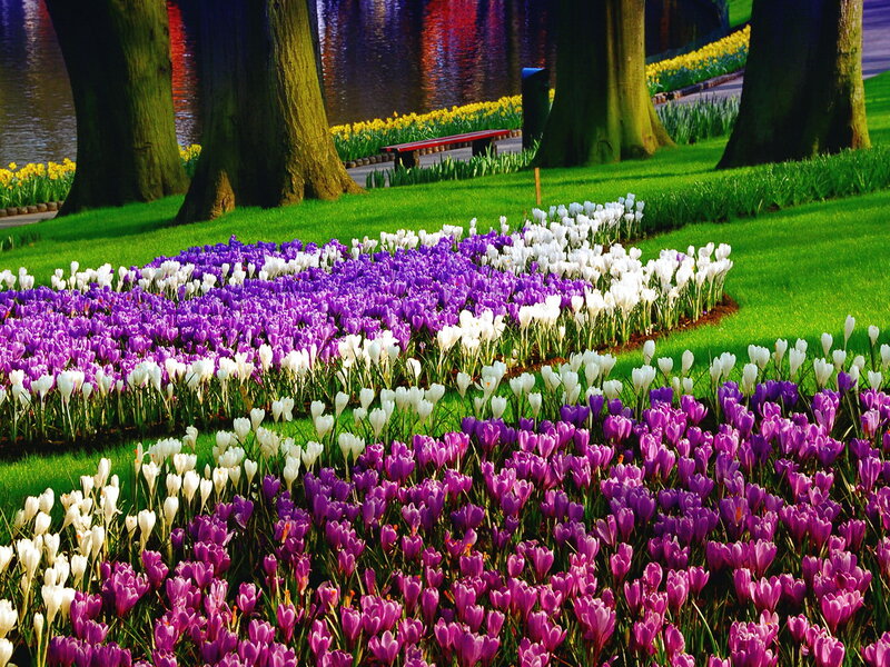 Purple and White Crocuses — Serene, Spring, Photograph, Trees, Bench, River