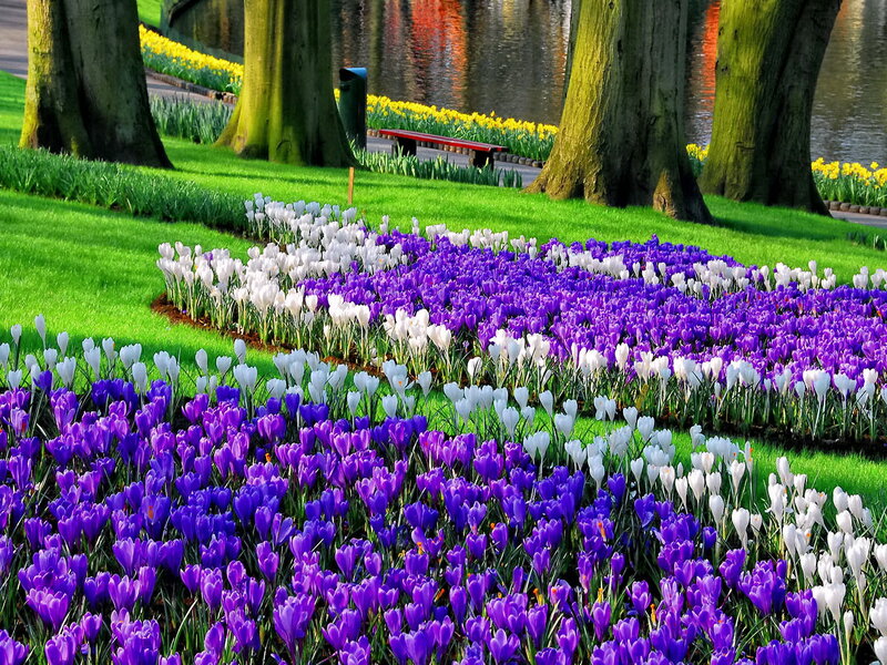 Purple and White Crocuses — Serene, Spring, Photograph, Trees, Bench