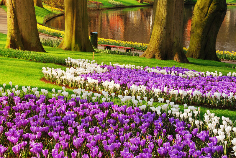 Purple and White Crocuses — Serene, Spring, Photograph, Trees, River