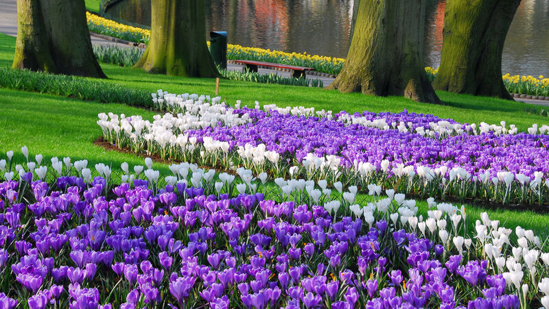 Purple and White Crocuses — Serene, Spring, Photograph, Trees