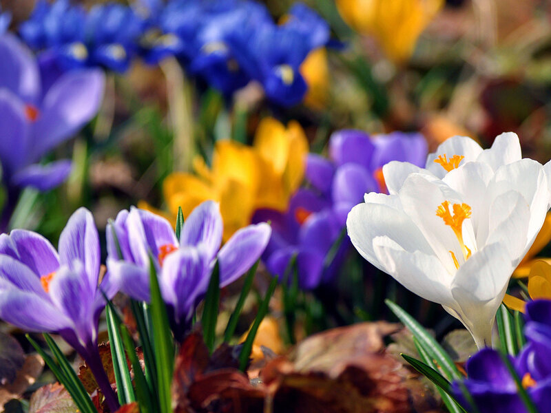 Purple and White Crocuses — Serene, Spring, Photograph, Yellow Flowers