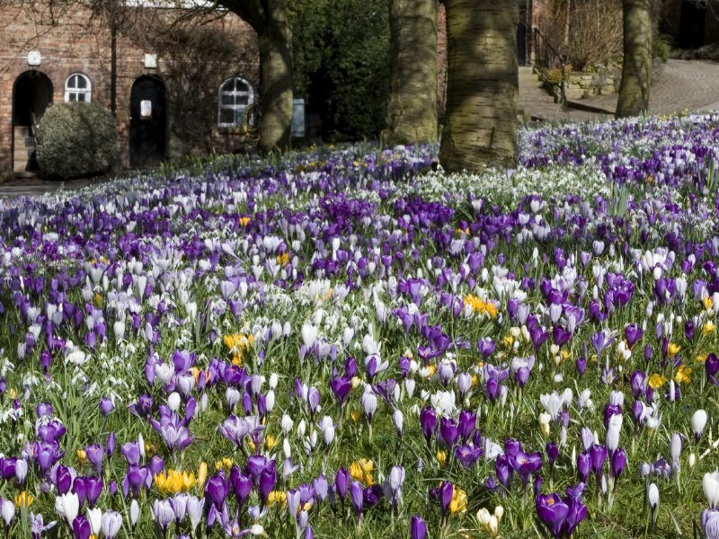 Purple and White Crocuses — Serene, Spring