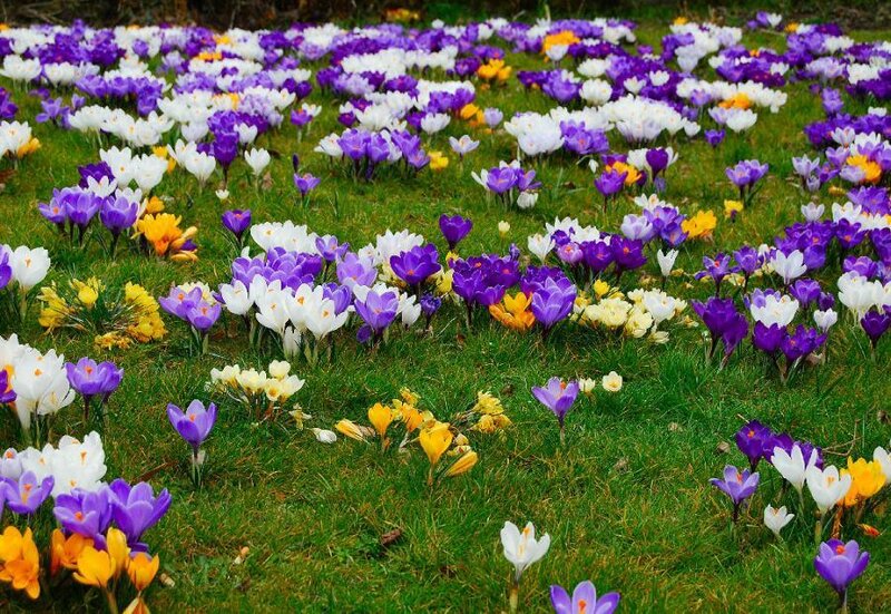 Purple and White Crocuses — Serene
