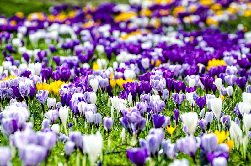 Purple and White Crocuses — Vibrant