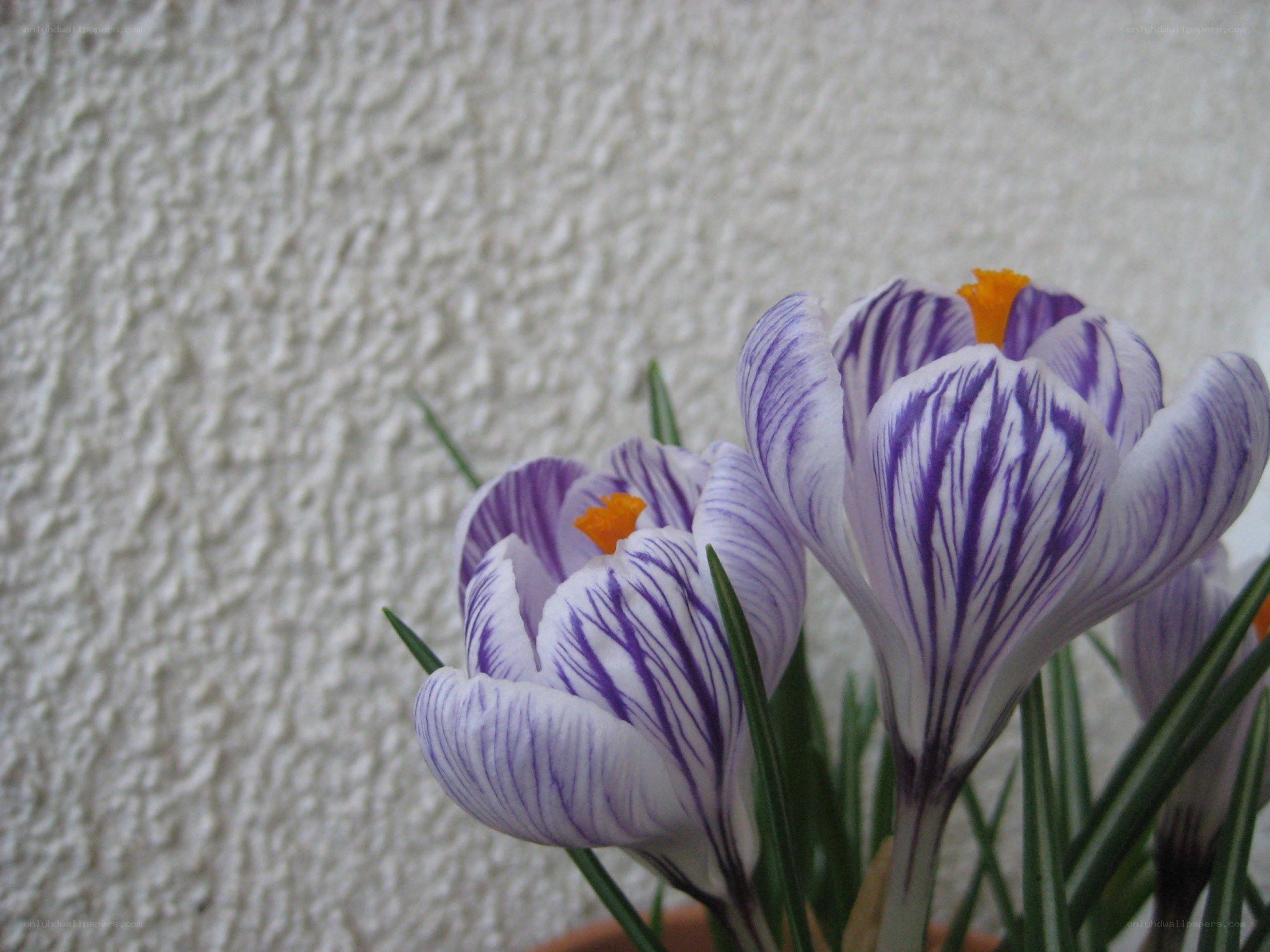 Purple and white crocuses
