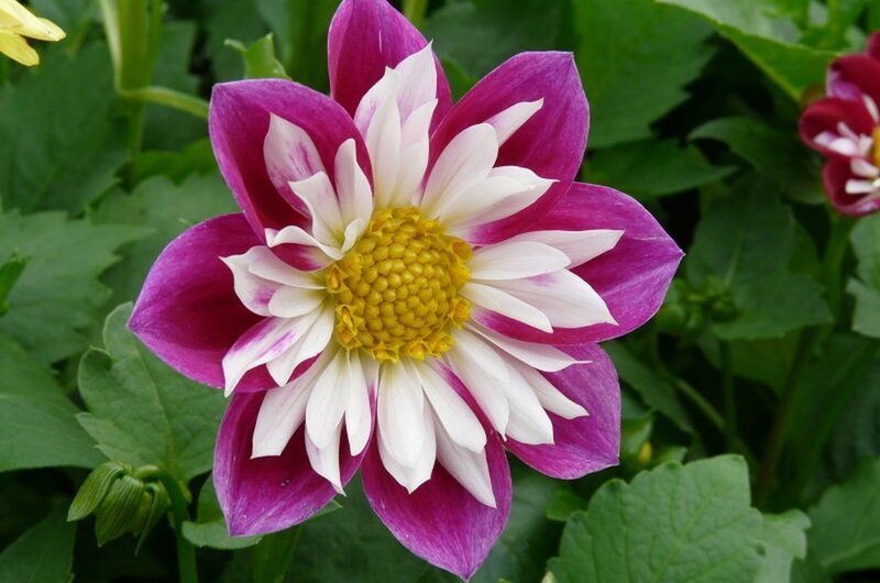 Purple and White Dahlia — Calm, Afternoon