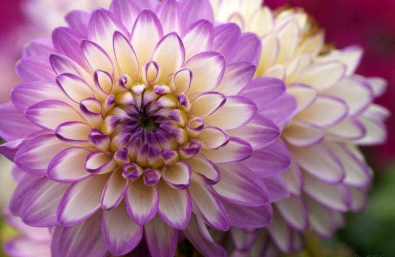 Purple and White Dahlia — Calm, Photograph