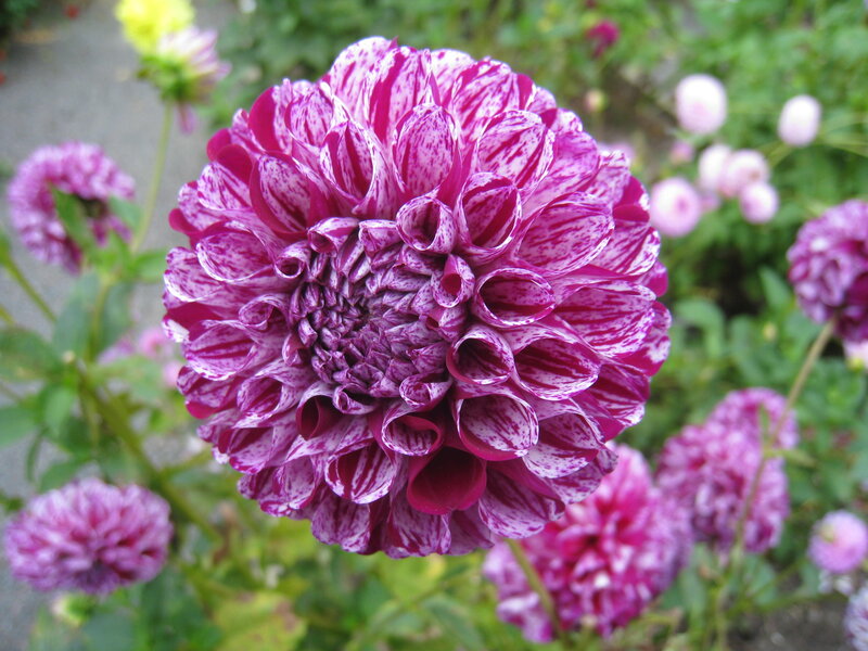 Purple and White Dahlia — Calm, Summer