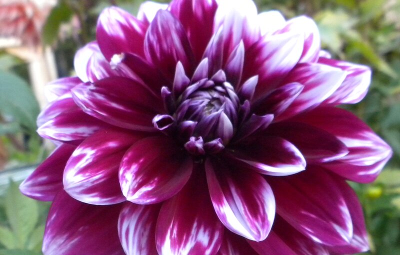 Purple and White Dahlia — Calm