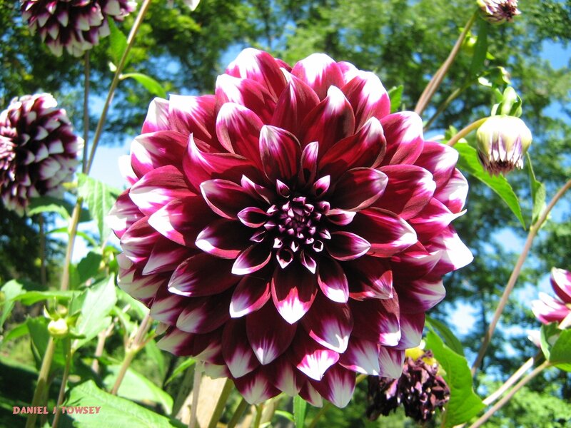 Purple and white dahlia flower