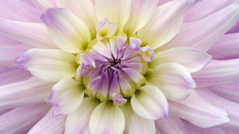 purple and white dahlia flower