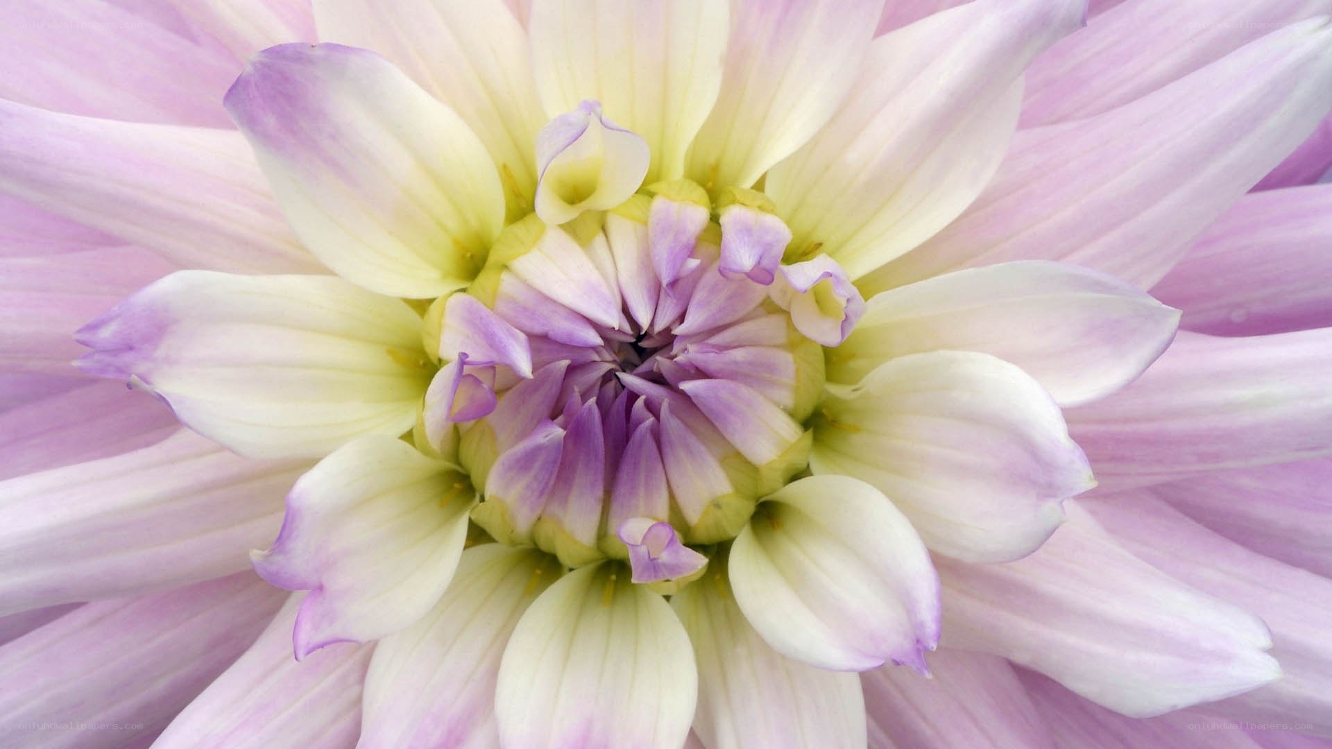 purple and white dahlia flower
