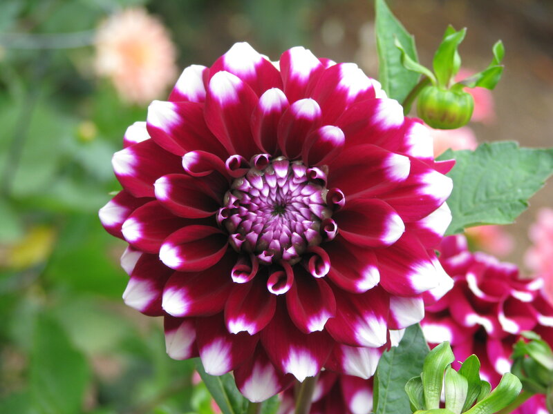 purple and white dahlia flower
