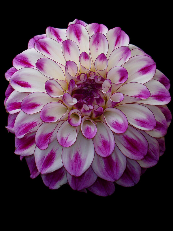 purple and white dahlia flower