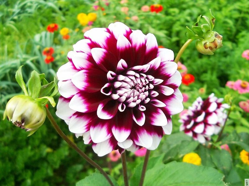 Purple and white dahlia flower