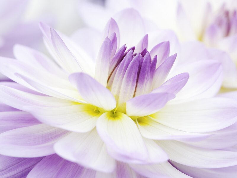 Purple and white dahlia flower