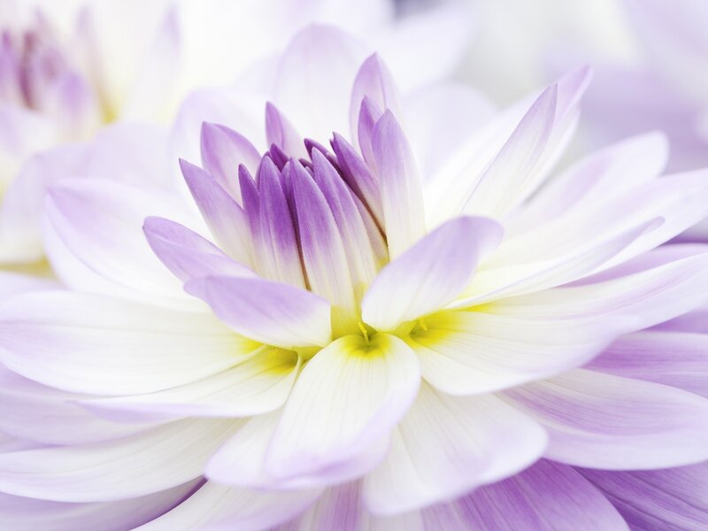 purple and white dahlia flower
