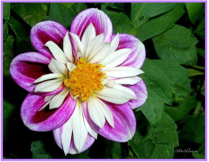 purple and white dahlia flower